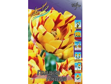 Tulipa Golden Nizza 98,5�. �� 10��.jpg