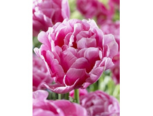Tulipa Granda 107,1�. �� 10��.jpg