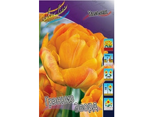 Tulipa Granny Award 113,8�. �� 10��.jpg