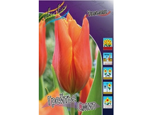 Tulipa Greetje Smit 93,3�. �� 10��.jpg
