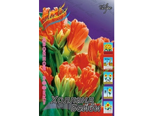 Tulipa Holland Baby 83,10�. �� 10��.jpg