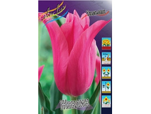 Tulipa Jacqueline 113,8�. �� 10��.jpg