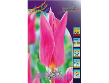 Tulipa Jazz 88,2�. �� 10��.jpg
