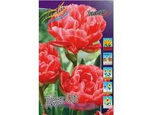 Tulipa Jet Set 134,2�. �� 10��.jpg