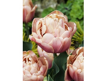 Tulipa LA BELLE EPOQUE 190,4�. �� 10��..jpg