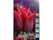 Tulipa Lasting Love 113,8�. �� 10��.jpg