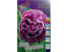 Tulipa Lilac Perfection 118,9�. �� 10��.jpg