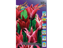 Tulipa Lilychic 98,5�. �� 10��.jpg