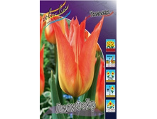 Tulipa Lilyfire 88,2�. �� 10��.jpg