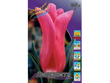 Tulipa Lilynita 88,2�. �� 10��.jpg