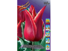 Tulipa Lilystar 88,2�. �� 10��.jpg