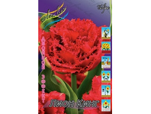 Tulipa Lion King 159,8�. �� 10��.jpg