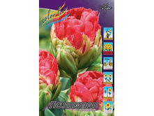 Tulipa Lollipop 236,4�. �� 5��.jpg