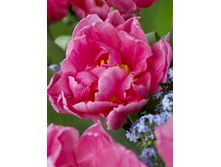 Tulipa Mama Mia 112,2�. �� 10��.jpg