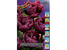 Tulipa Margarita 78�. �� 10��.jpg