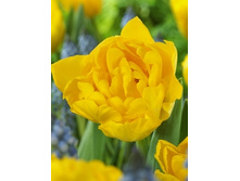 Tulipa Marie Jo 134,2�. �� 10��.jpg