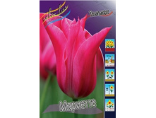 Tulipa Mariette 88,2�. �� 10��.jpg