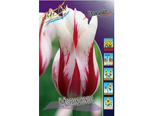 Tulipa Marilyn 124�. �� 10��.jpg