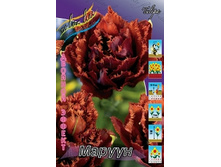 Tulipa Maroon 185,3�. �� 10��.jpg