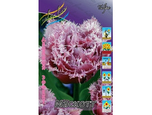 Tulipa Mascotte 149,5�. �� 10��.jpg