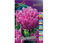 Tulipa Matchpoint 139,3�. �� 10��.jpg