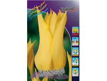 Tulipa Mathilda 96,4�. �� 10��.jpg