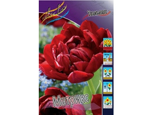 Tulipa Matrix 113,8�. �� 10��.jpg