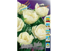 Tulipa Maureen Double 195,5�. �� 10��.jpg