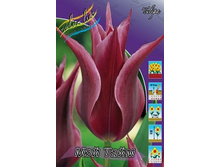 Tulipa May Time 88,2�. �� 10��.jpg