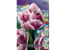 Tulipa Melrose 93,3�. �� 10��.jpg