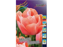Tulipa Menton Exotic 88,2�. �� 10��.jpg