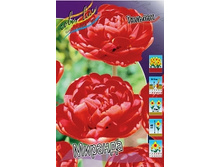 Tulipa Miranda 78�. �� 10��.jpg