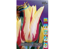 Tulipa Mona Lisa 134,2� �� 10��.jpg
