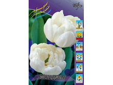 Tulipa Mondial 88,2�. �� 10��.jpg