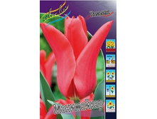 Tulipa Moneymaker 108,7�. �� 10�..jpg