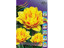 Tulipa Monsella 83,1�. �� 10��.jpg