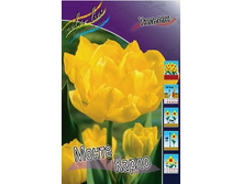 Tulipa Monte Carlo 88,2�. �� 10��.jpg