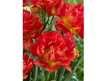 Tulipa Monte Orange 93,3�. �� 10��.jpg