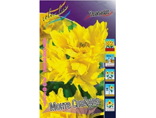 Tulipa Monte Spider 154,7�. �� 10��.jpg