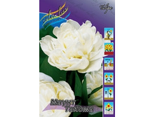 Tulipa Mount Tacoma 98,5�. �� 10��.jpg