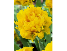 Tulipa MV49 108,7�. �� 10��.jpg