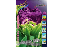 Tulipa Negrita Double 190,4�. �� 10��..jpg
