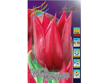 Tulipa Norma Major 88,2�. �� 10��.jpg