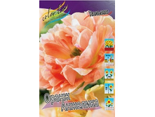 Tulipa Orange Angelique 124�. �� 10��.jpg