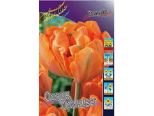 Tulipa Orange Princess 113,8�. �� 10��.jpg