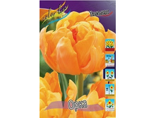 Tulipa Orca 129,1�. �� 10��..jpg