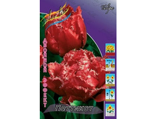 Tulipa Petticoat 139,3�. �� 10��.jpg