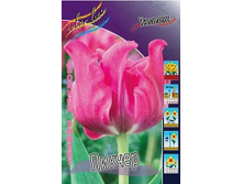 Tulipa Picture 190,4�. �� 10��.jpg