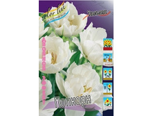 Tulipa Popcorn 144,4�. �� 10��.jpg