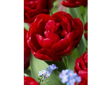 Tulipa Red Baby Doll 103,6�. �� 10��..jpg